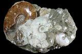 Wide Fossil Ammonite Cluster - Madagascar (Special Price) #82603-3